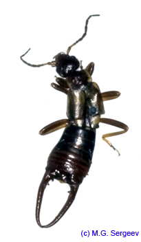 Anechura_harmandi_m_1141 copy